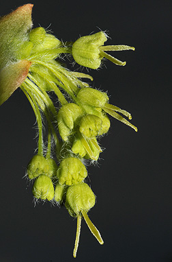 Acer saccharum flowers